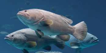 River Stone Fish Farm!