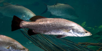 River Stone Fish Farm